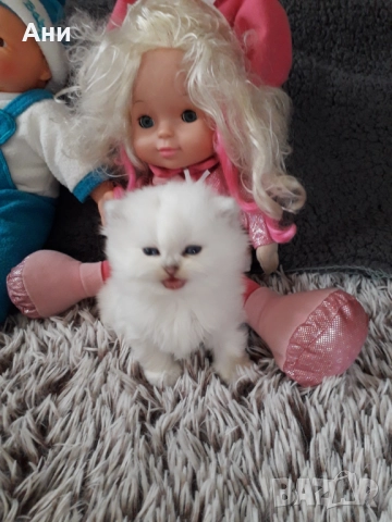 МНОГО, МНОГО КРАСИВИ КОТЕНЦА МЕЧТА , снимка 5 - Персийска - 52584785