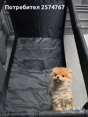 Померански шпиц , снимка 18 - Померан - 52679788