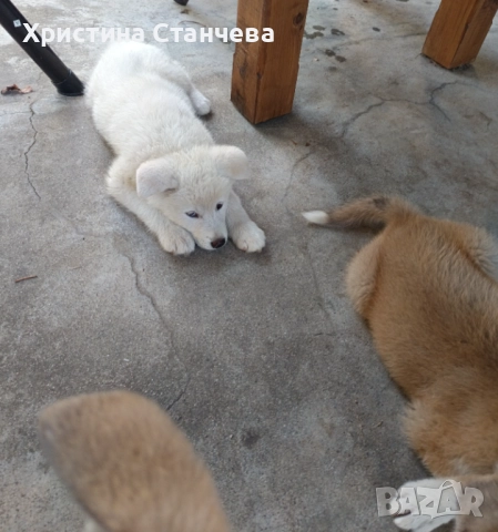 Бебета Акита ину, снимка 1