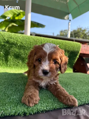 Кавапу (Cavapoo ), снимка 5 - Кавалер кинг чарлз шпаньол - 55976392