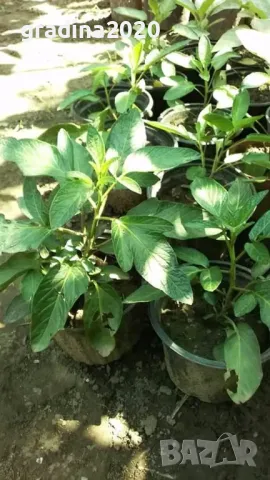 Пепино -Пъпешово дърво СЕЗОННА РАЗПРОДАЖБА !!!, снимка 4 - Разсади - 50425686
