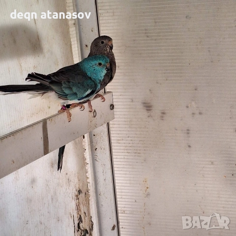 чифт пойни папагали БАРТЕР