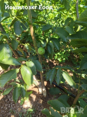 Орехови фиданки. Orehovi fidanki, снимка 4 - Разсади - 51818767