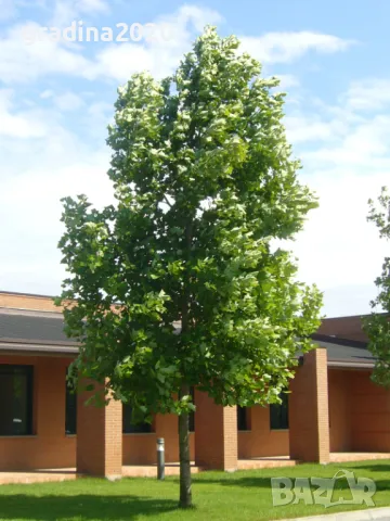 Лирово дърво (Liriodendron), снимка 2 - Разсади - 49395145