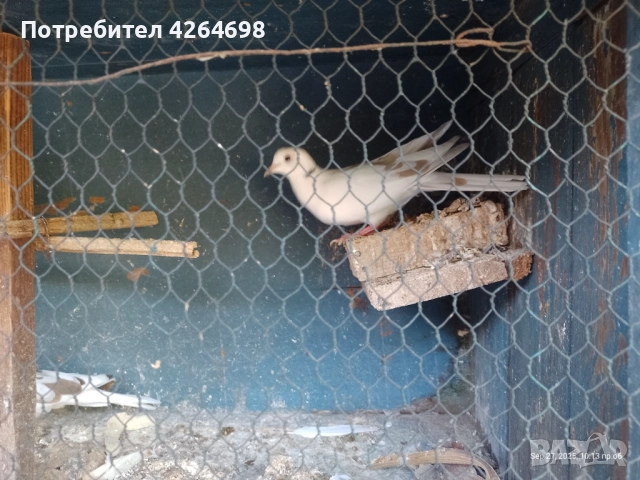 Гургутки и петлета, снимка 3 - други­ - 50966710