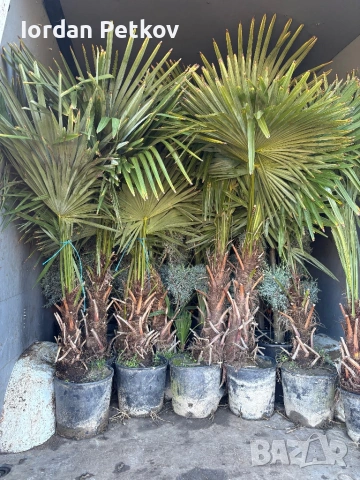 Палми трахикарпус до - 22 издръжливи , снимка 3 - Разсади - 53473741