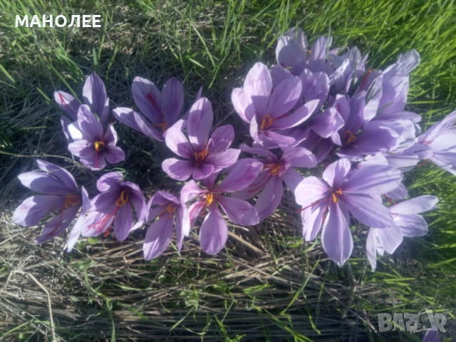 🪷🪷🪷Шафран🎁🌞👌, снимка 4 - Градински цветя и растения - 53496214