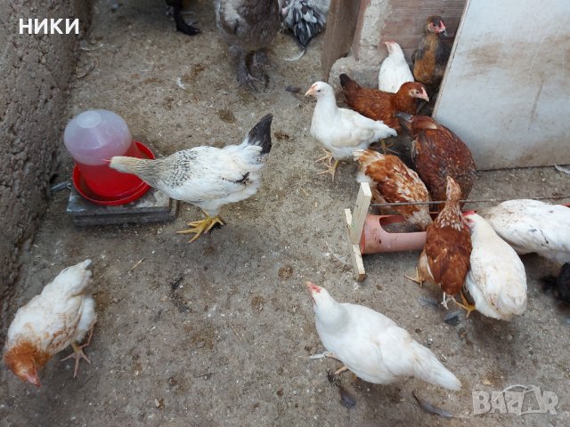 Продавам петли и кокошки носачки  ломан браун, снимка 12 - Кокошки и пуйки - 41755492