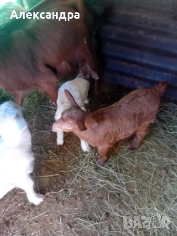 Продавам две кози с ярета, снимка 4 - Кози - 53658759
