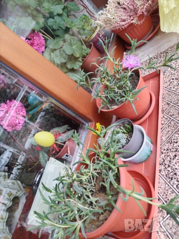 Продавам диплосперма/калдъръмче и диви суколенти, снимка 4 - Стайни растения - 50921125