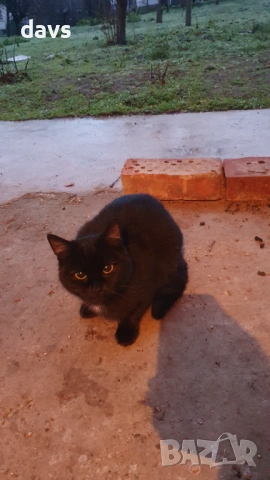 Черна котка на 6 месеца търси дом, снимка 17 - Други - 53116660
