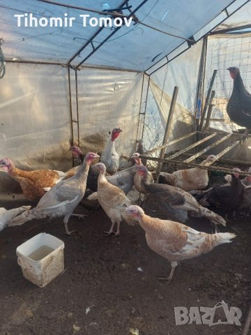 продавам ярки пилета яйца петли пуйки патици , снимка 3 - Кокошки и пуйки - 44303999