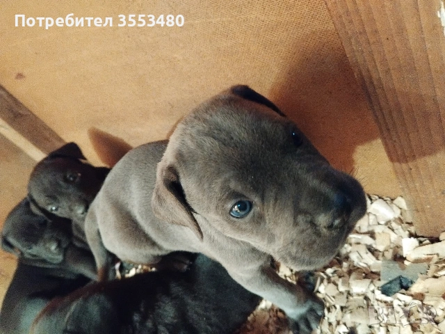 продавам Кане Корсо чистокръвни, снимка 2 - Кане корсо - 53611607