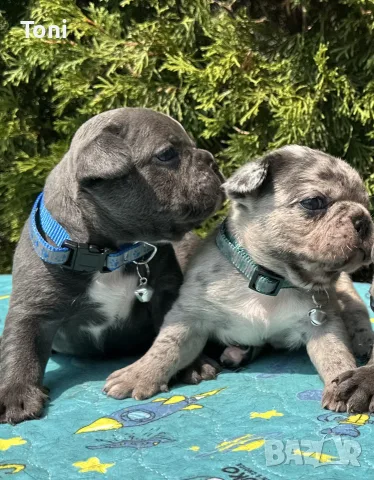 френски булдог/french Buldog, снимка 2 - Френски булдог - 55725415
