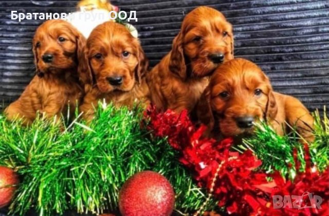 Ирландски сетери, снимка 2 - Други - 41658180