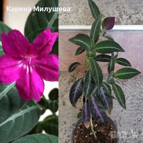 Продавам различни цветя, снимка 2 - Стайни растения - 19367768