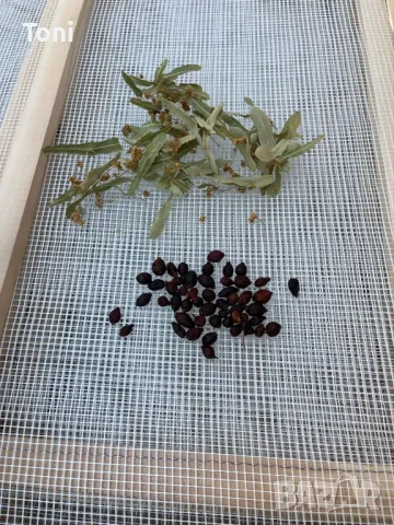 Рамки за сушене на билки,гъби,плодове,и др., снимка 5 - Други - 47399524