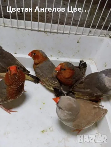 Продавам изложбени зеброви амадини , снимка 13 - Амадини - 46700240