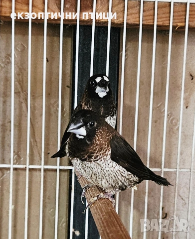 Японски Амадини! , снимка 7 - Амадини - 53611225