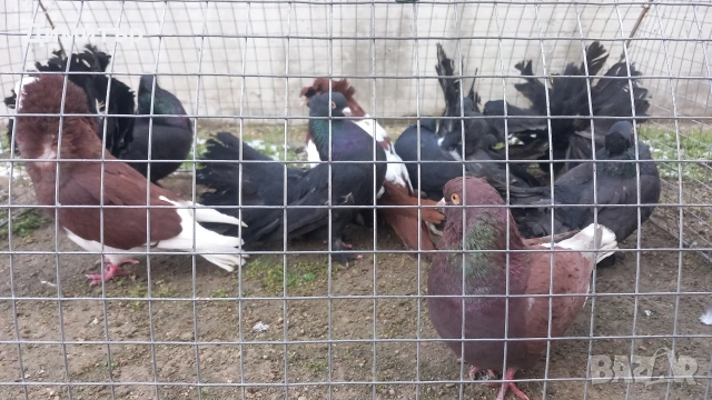 Продавам гълъбите от снимките 