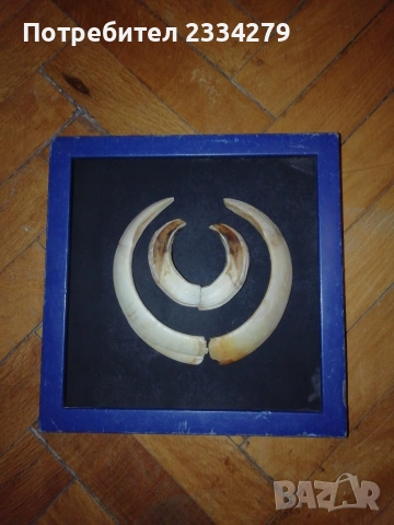 Рога от саръндаци и зъби от диво прасе, 70-80те години, снимка 16 - Колекции - 52583206