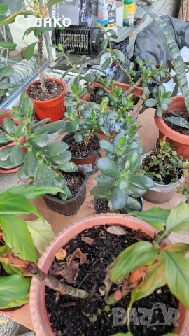Авокадо, дръвче в саксия и други, снимка 9 - Градински цветя и растения - 47247861