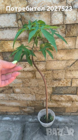 Хибискус Градинки хибискус Китайска роза, снимка 1