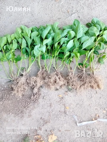 Хортензия ,Розова , снимка 5 - Градински цветя и растения - 51269544