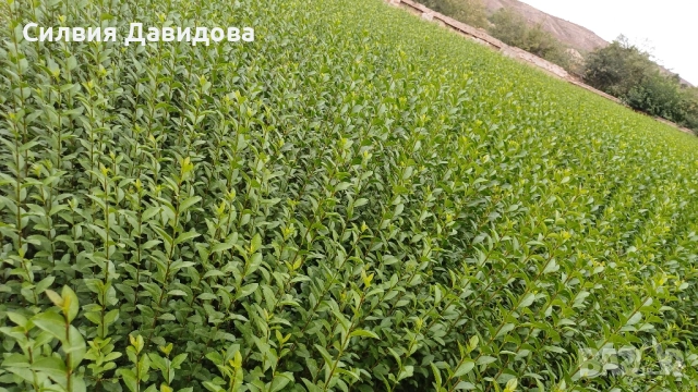 0.70 лв Лигуструм на корен, снимка 16 - Градински цветя и растения - 52023071