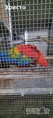 Продавам чифт Ари , снимка 5 - Папагали - 52542276