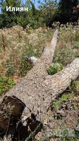 Орехово дърво 7 м + клони – с. Мерданя 