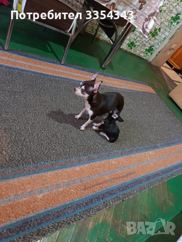 Чихоa   родени са 23.11.25, снимка 11 - Чихуахуа - 52791732