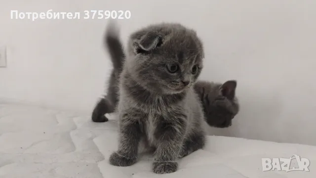 Британски късокосмести/Шотландска клепоуха