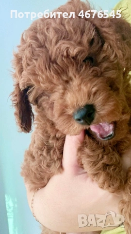 Той Пудел момче