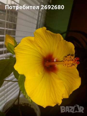 Китайска роза/хибискус/видове/стайно растение , снимка 8 - Стайни растения - 51079081