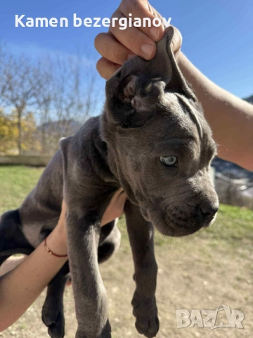 Кане Корсо Смолян , снимка 6 - Кане корсо - 52457720