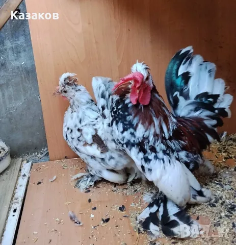 Продавам чифт бреговска джинка