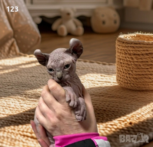 канадски сфинкс- рядка възможност за ценители на породата !, снимка 5 - Сфинксове - 50775667