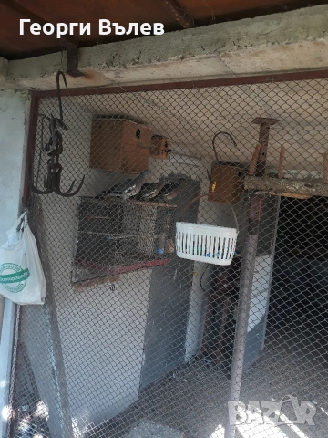 Гривеци млади минало годишни