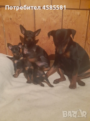 Чистокръвни немски пинери, снимка 8 - Пинчер - 52995417