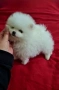 Померан мини женски , снимка 3