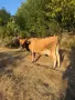 Продавам 2 крави, снимка 5