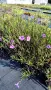 Руелия, Мексиканска петуния, Ruellia Purple Mexican Petunia!!!, снимка 8