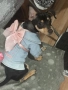 Продавам женско куче на 9 месеца., снимка 3