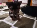 Мини Йоркширски териер, снимка 4