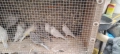 Продавам канари , снимка 4