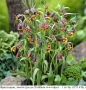 Фритилария, лисиче грозде (Fritillaria uva-vulpis) – луковици, снимка 1