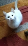 Бяло женско котенце , снимка 2