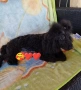 Mini poodle/Мини пудел , снимка 12