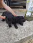 Кученца за трюфели , снимка 1